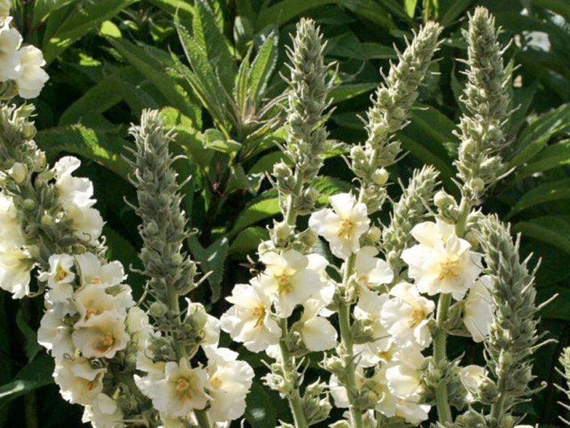 White Verbascum Bride in cottage-style garden