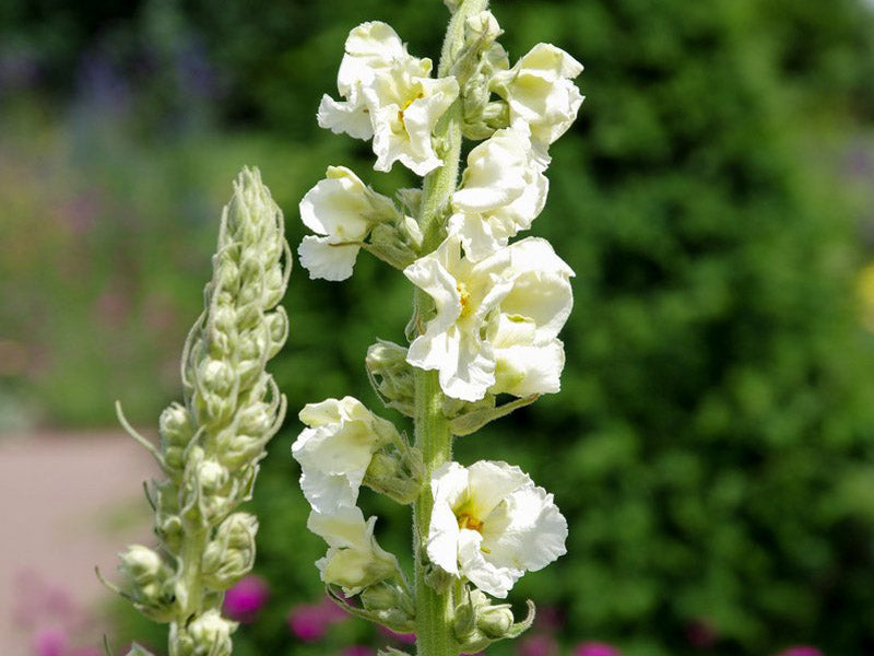 High germination White Verbascum Bride seeds