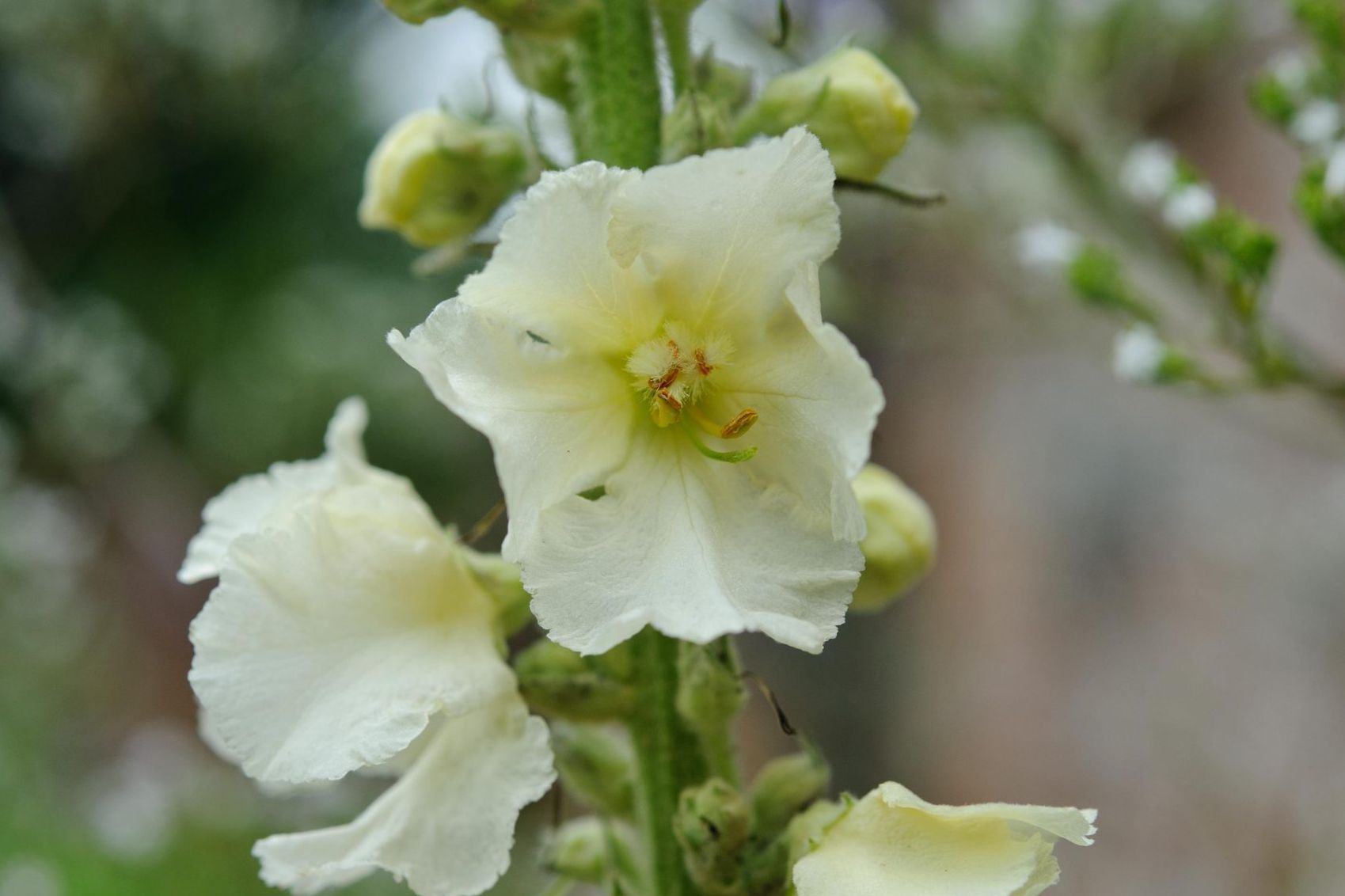 Non GMO White Verbascum Bride seeds
