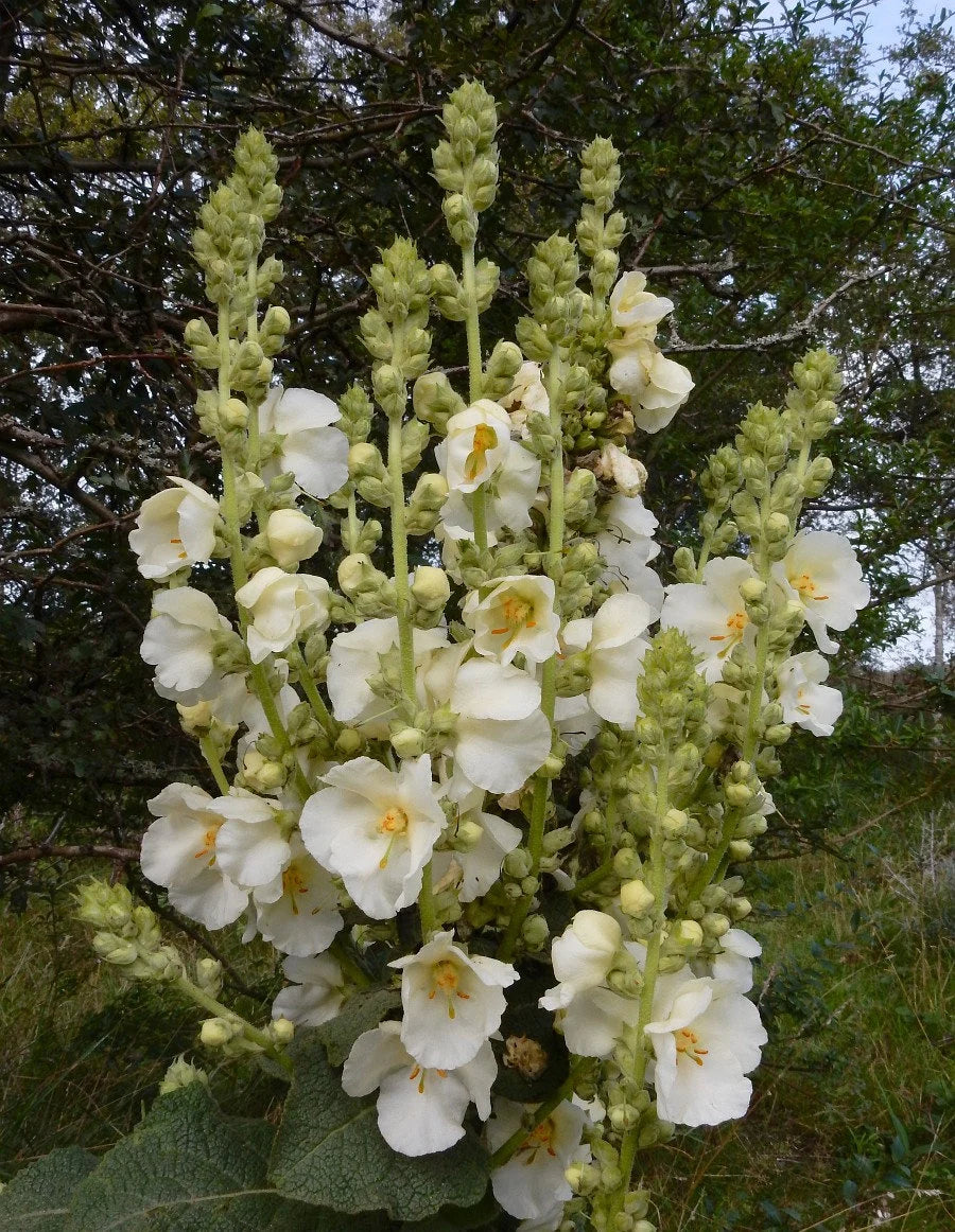 Ornamental White Verbascum Bride flowering plant