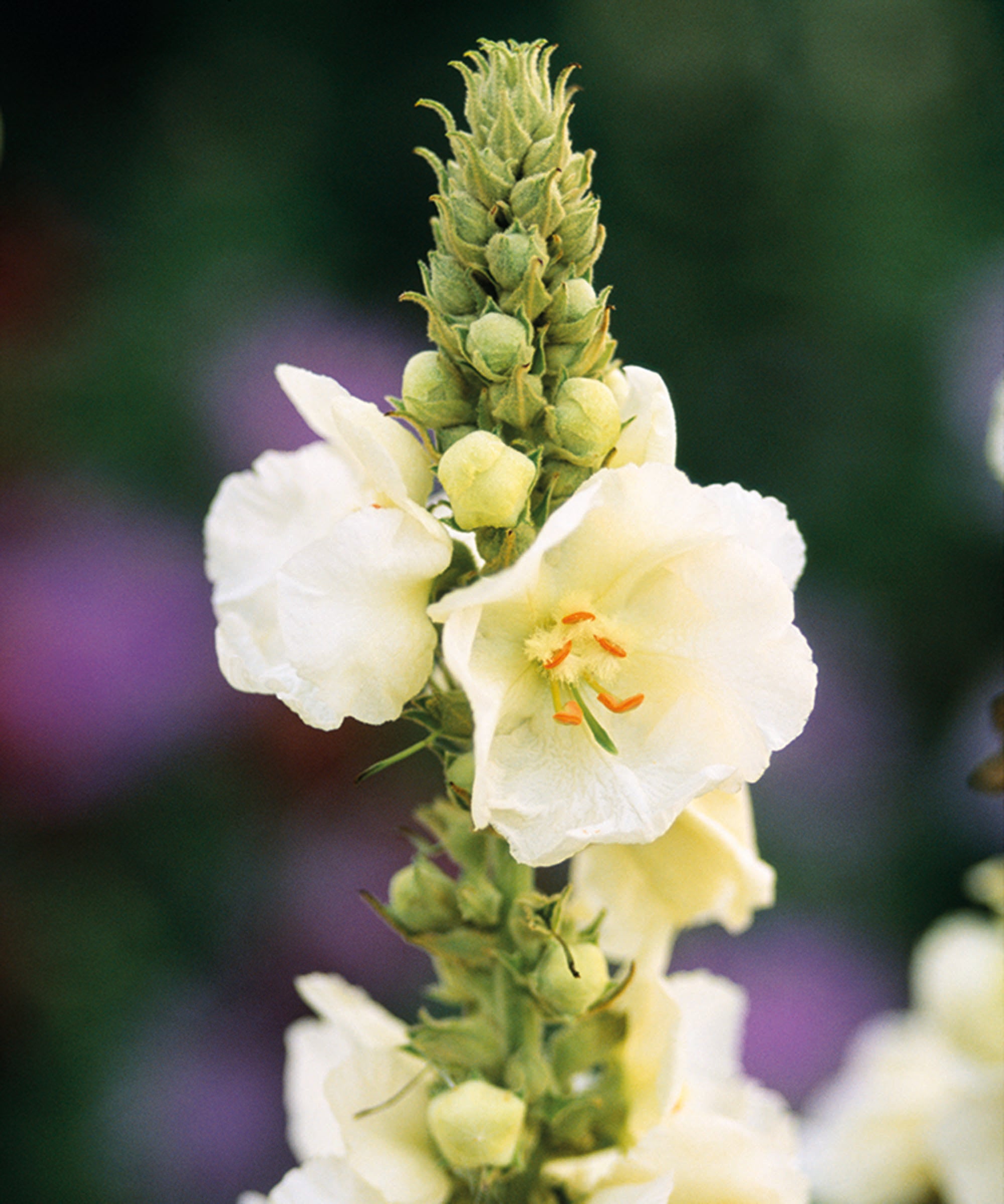 White Verbascum Bride flower seeds for planting