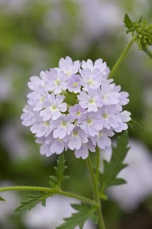 Non GMO White Verbena Bonariensis seeds