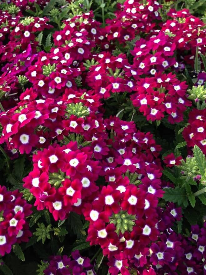 Ornamental White Verbena Bonariensis flowering plant