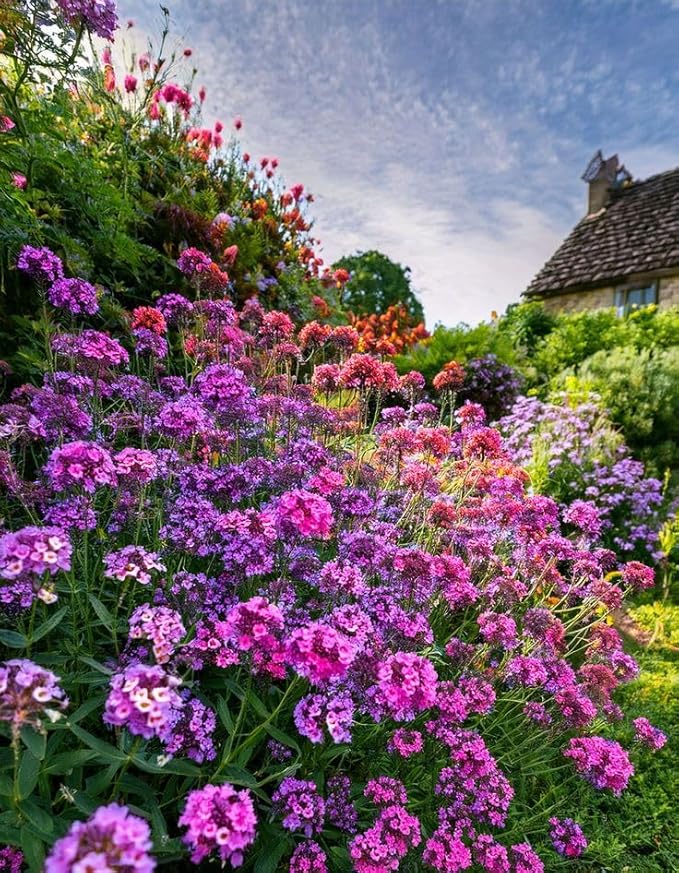 White Verbena Bonariensis in pollinator garden