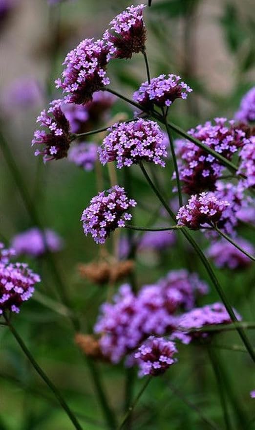 White Verbena Bonariensis flower seeds for planting
