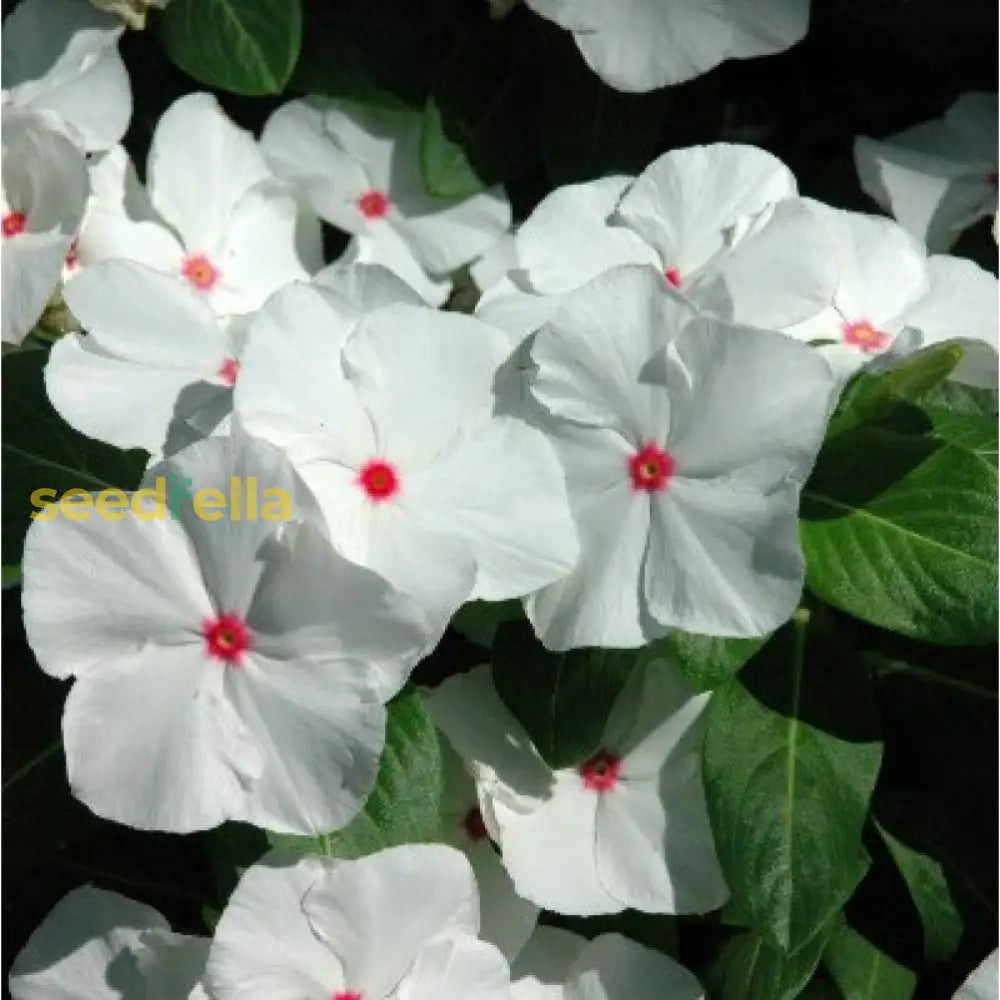 Ornamental White Vinca flowering plant
