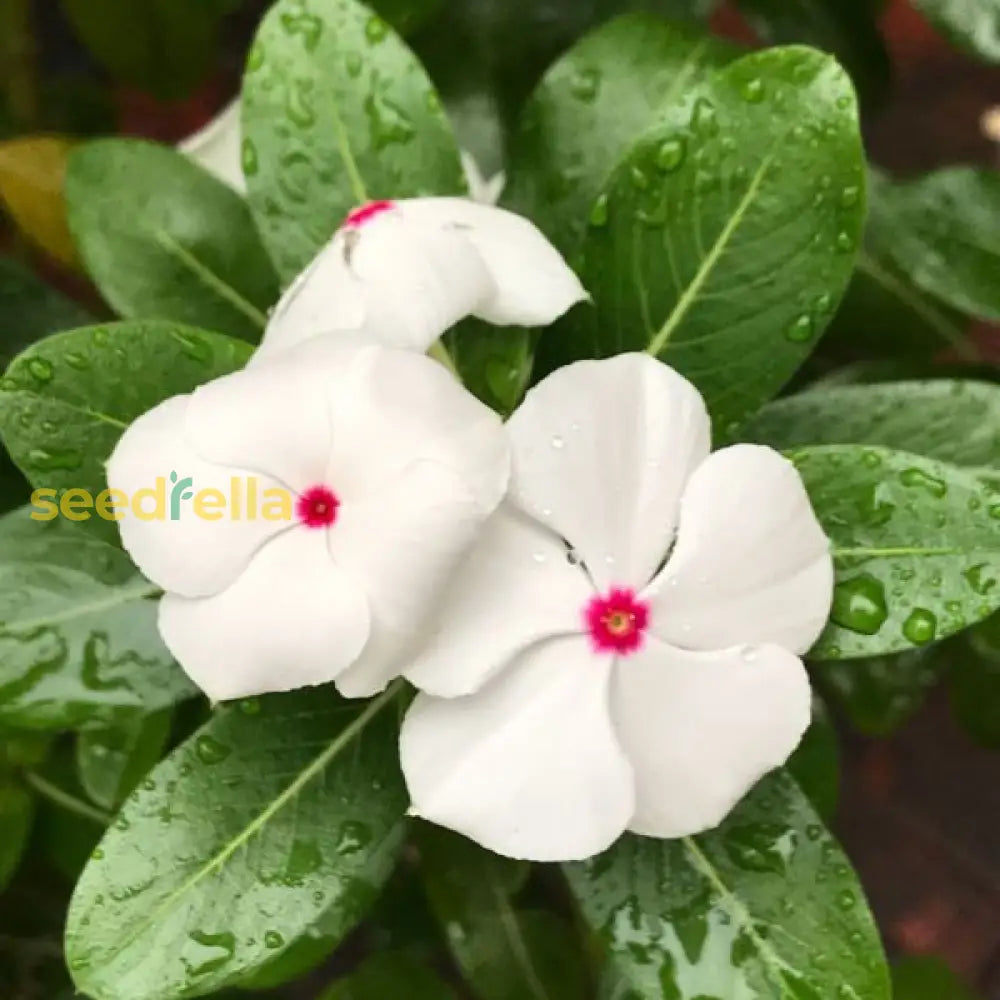 White Vinca in pots and containers
