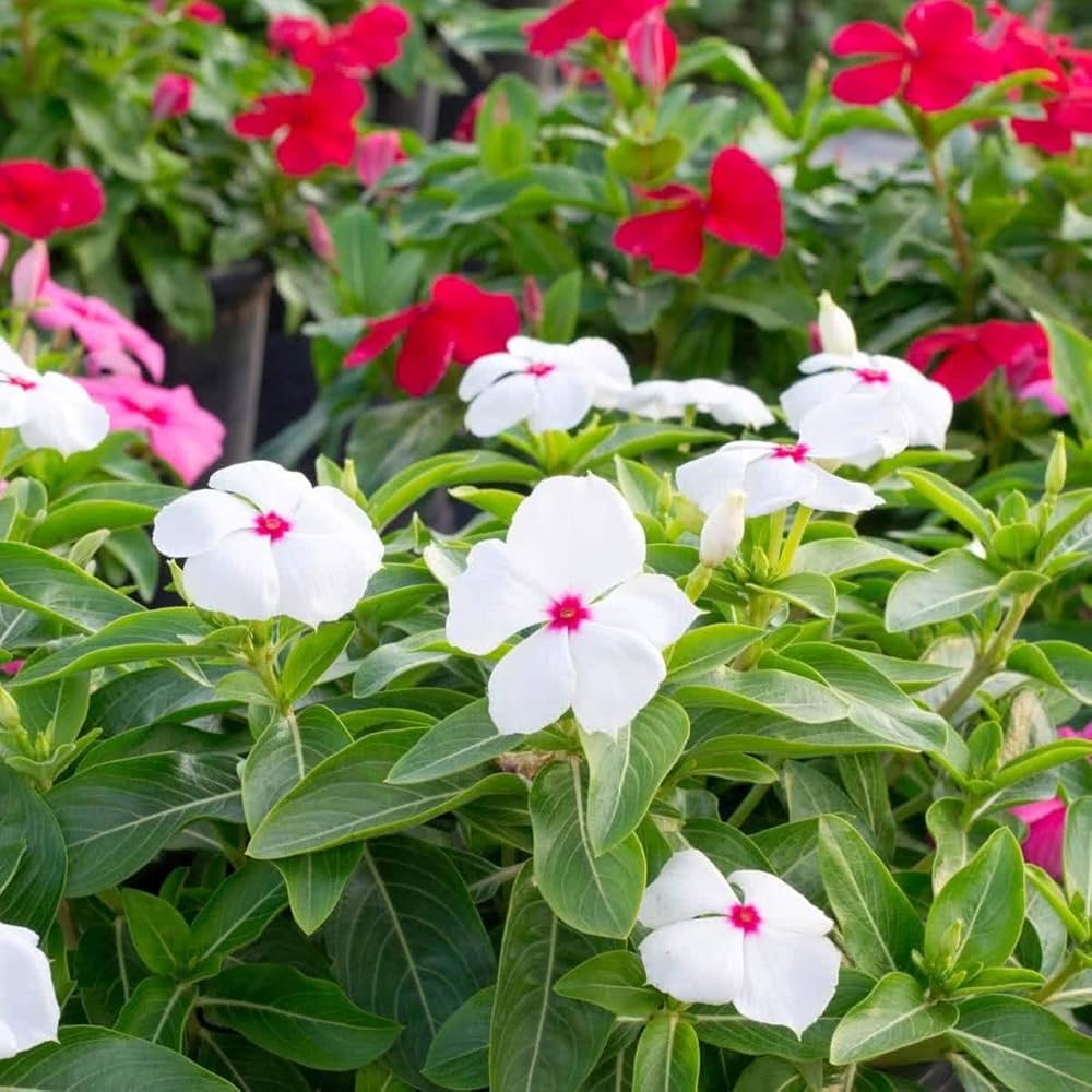 Ornamental Vinca Rosea plant with elegant white blooms