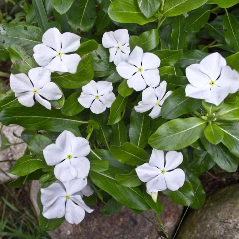 White Vinca Rosea growing in pot