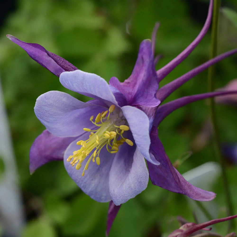 Non-GMO Aquilegia flower seeds