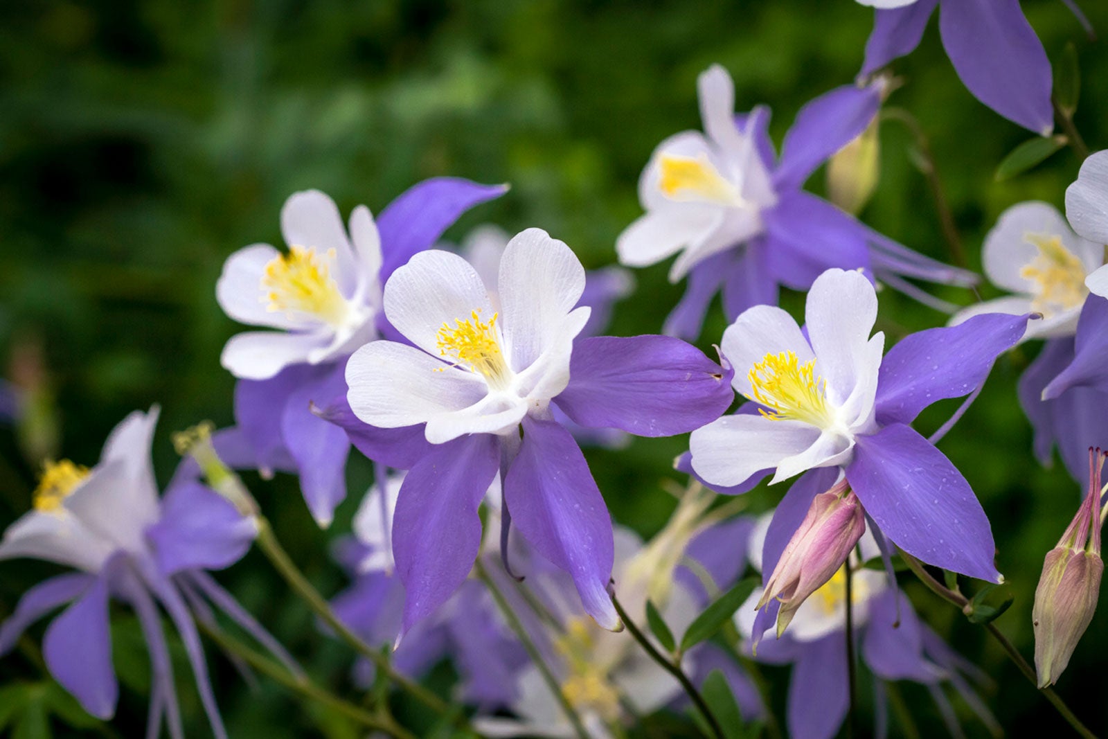 Ornamental bi-color Aquilegia flowering plant