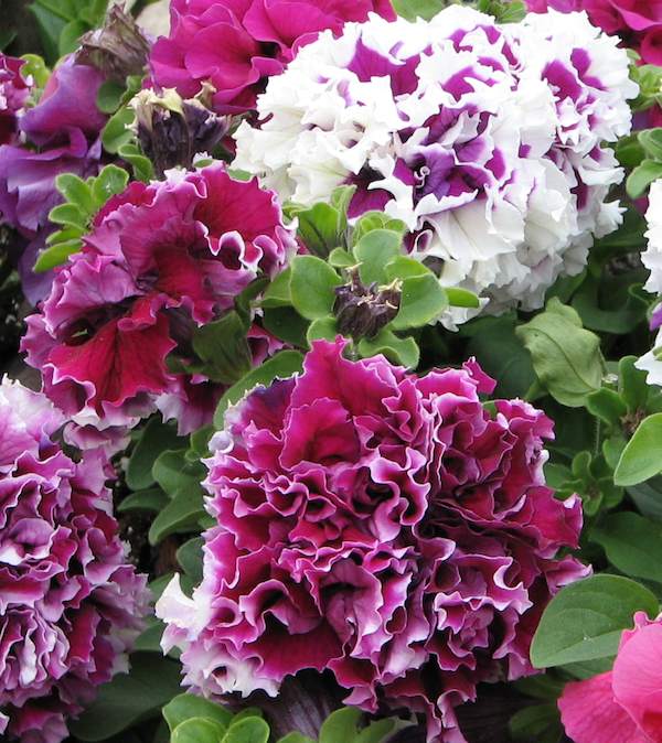 Non GMO White Violet Double Petunia seeds