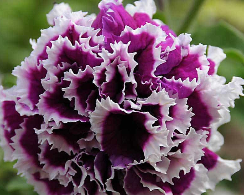 Ornamental White Violet Double Petunia flowering plant