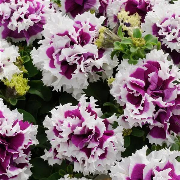 White Violet Double Petunia flower seeds for planting