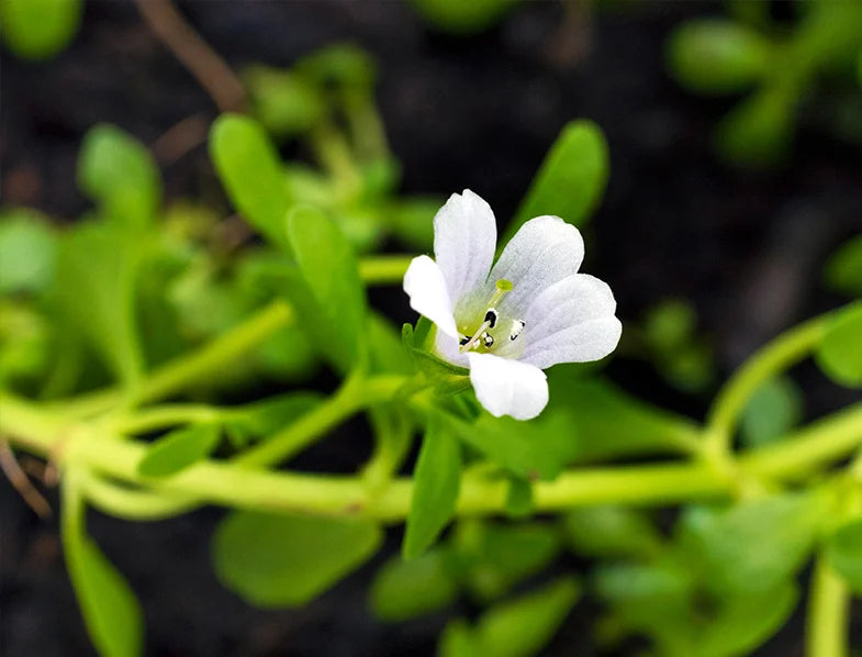 Ornamental White Waterhyssop plant