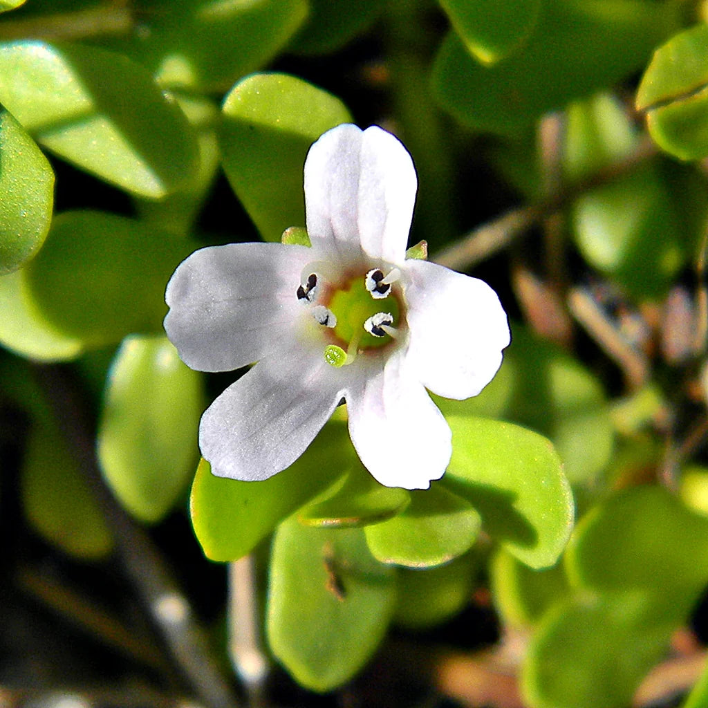 White Waterhyssop flower seeds for planting