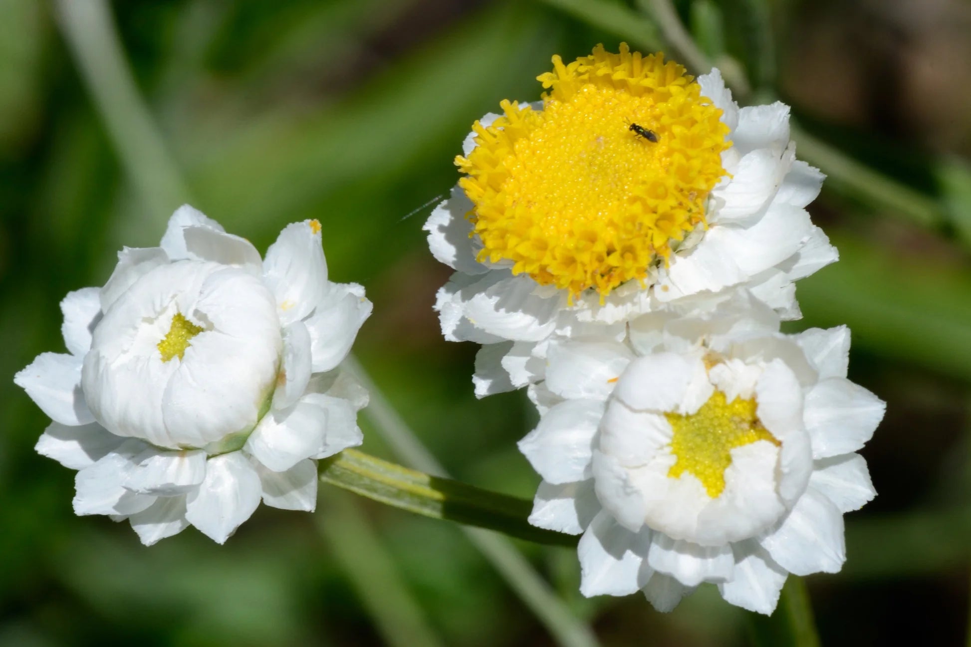 Elegant white winged flowers in bloom