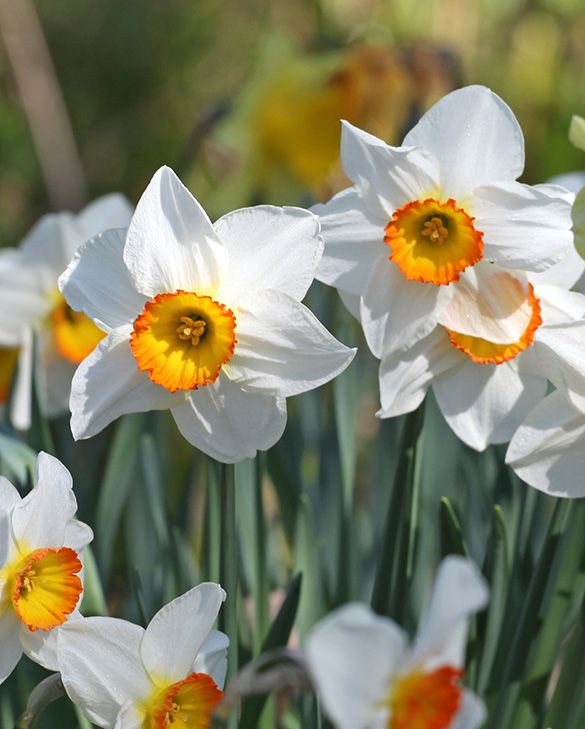 White Yellow Narcissus flowers blooming in garden