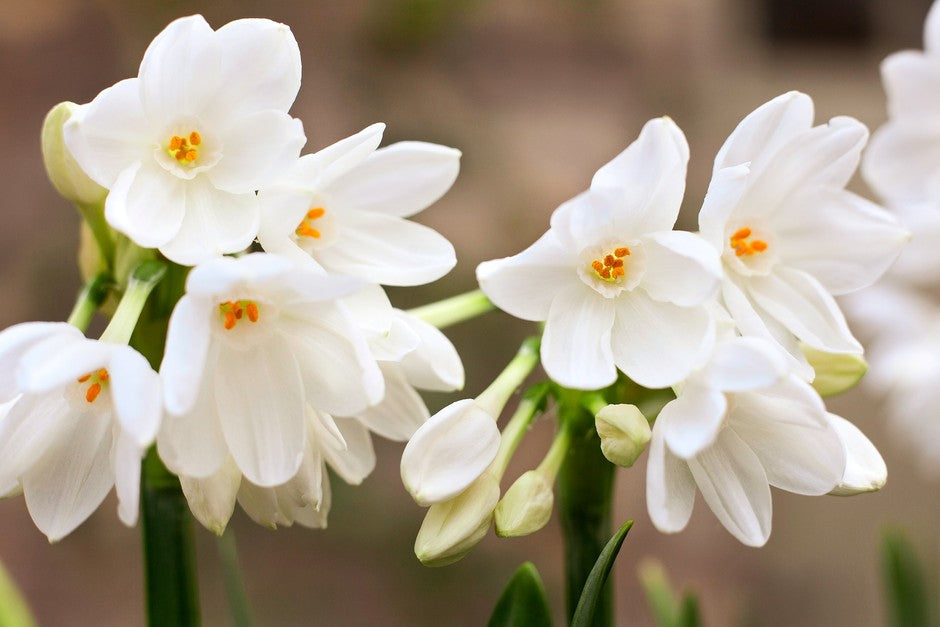 Non GMO White Yellow Narcissus seeds