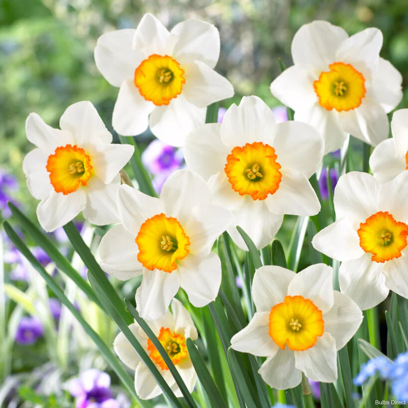 White Yellow Narcissus flower seeds for planting