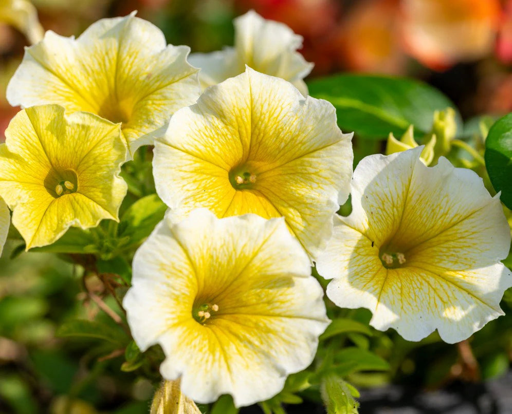 Non GMO White Yellow Petunia flower seeds