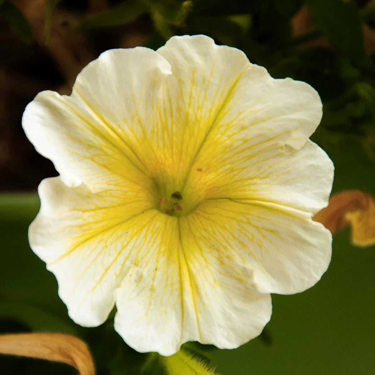 White and Yellow Petunia seeds for planting