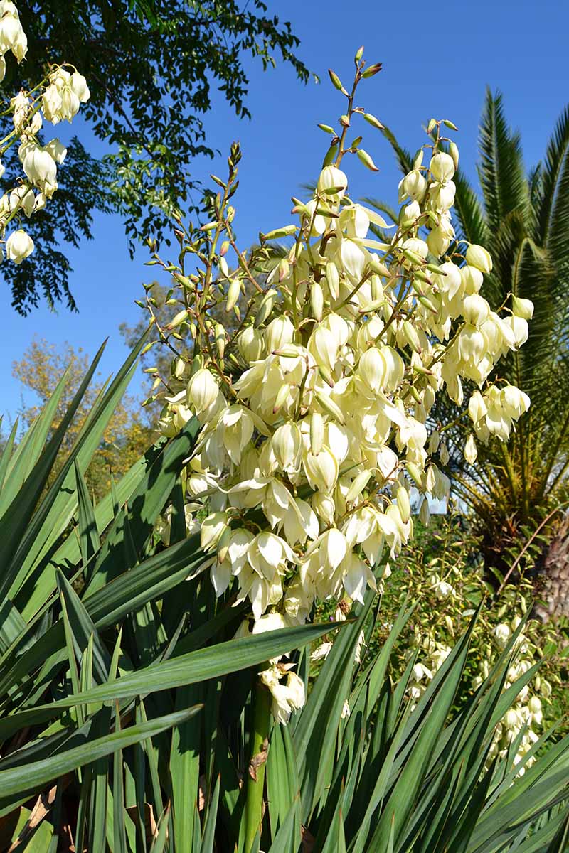 White Yucca flowers blooming in garden