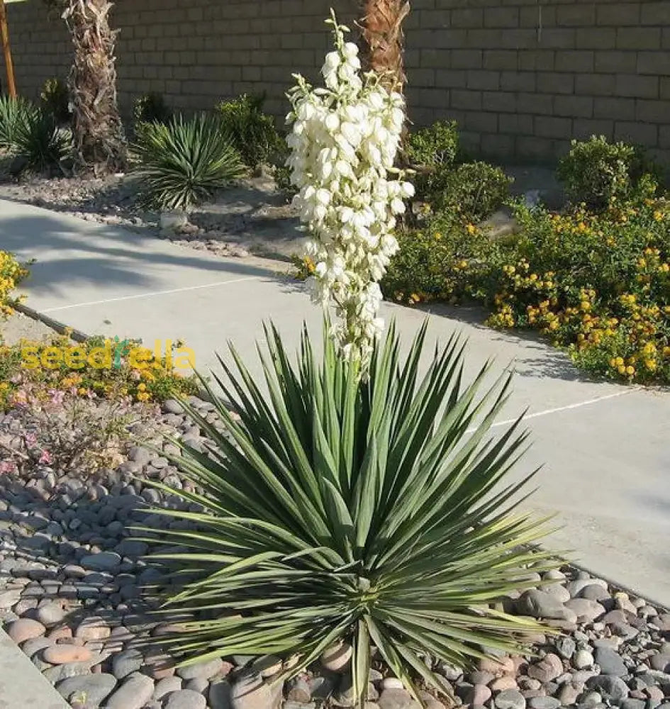 Non GMO White Yucca tree seeds