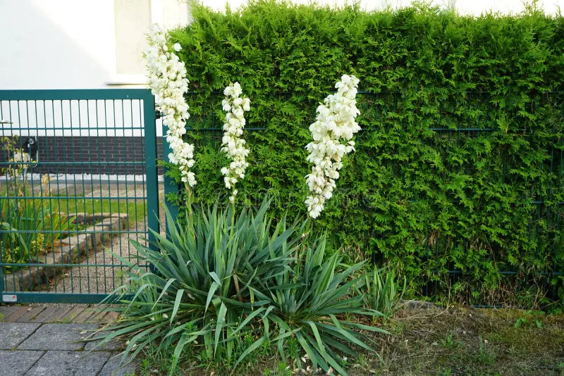 Non GMO White Yucca seeds