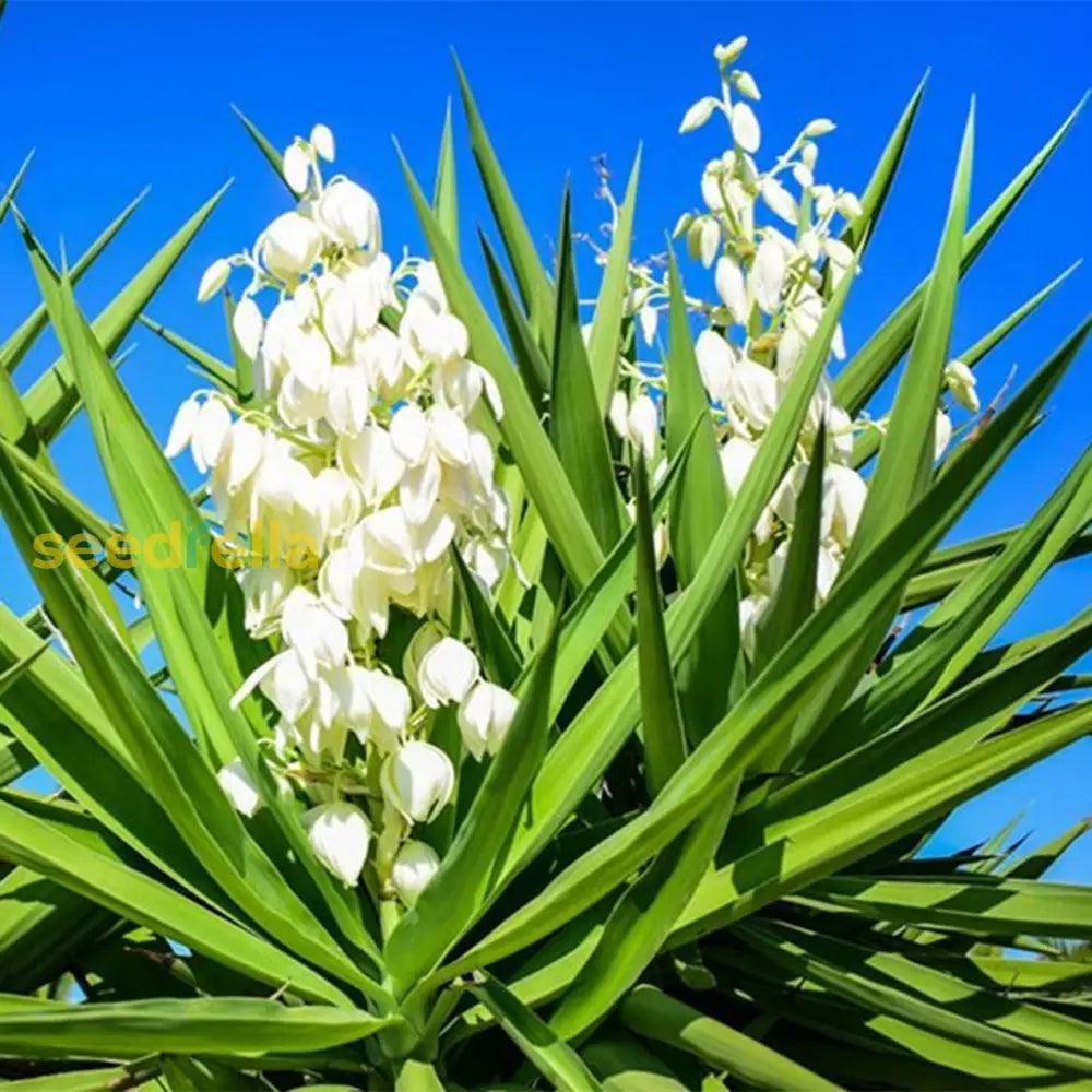 Ornamental White Yucca tree for landscapes