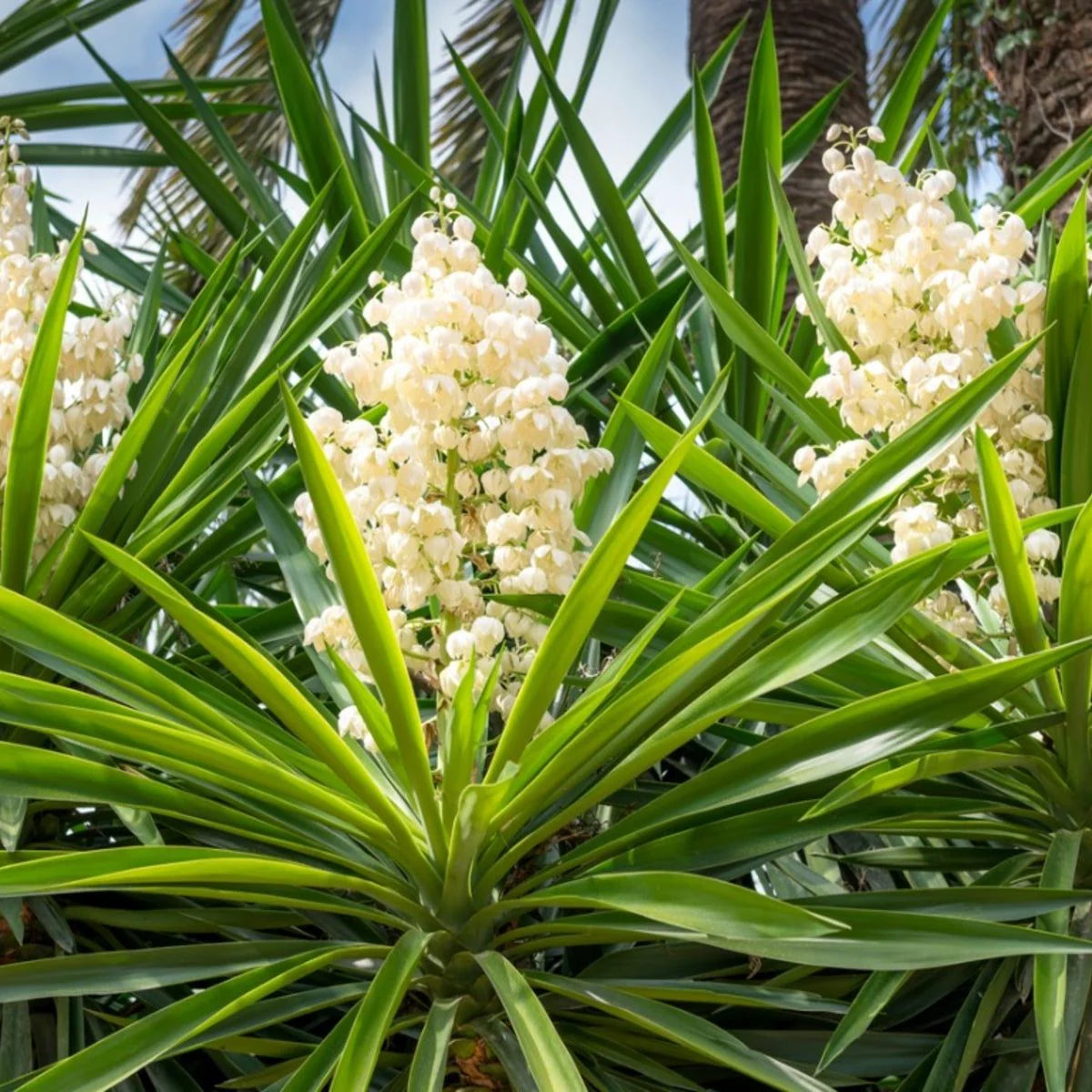 White Yucca flower planting seeds