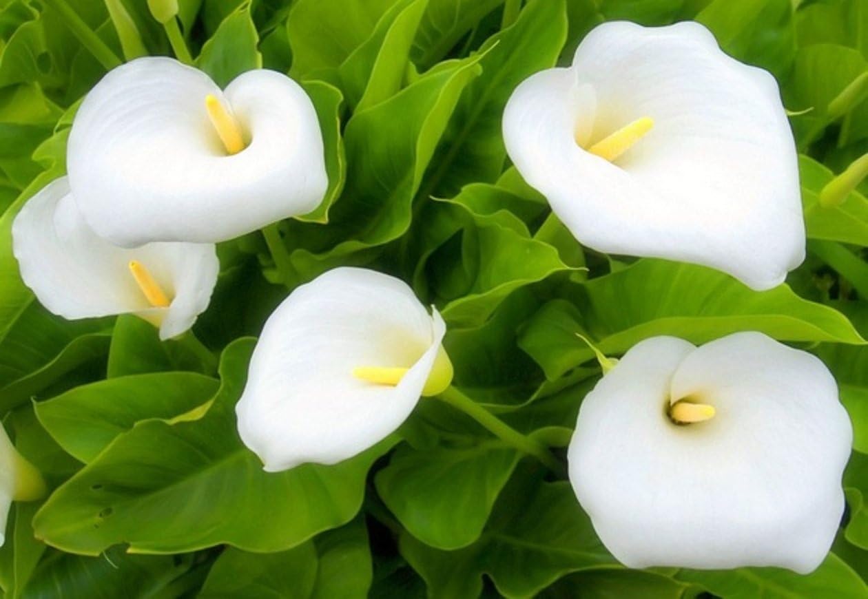 Non GMO White Zantedeschia seeds
