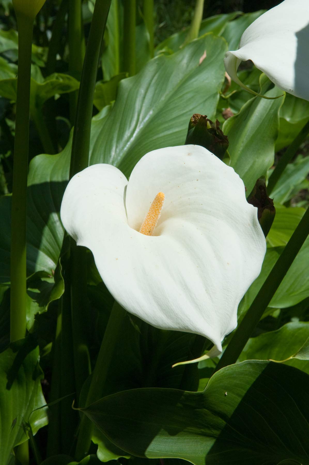 Ornamental White Zantedeschia flowering plant