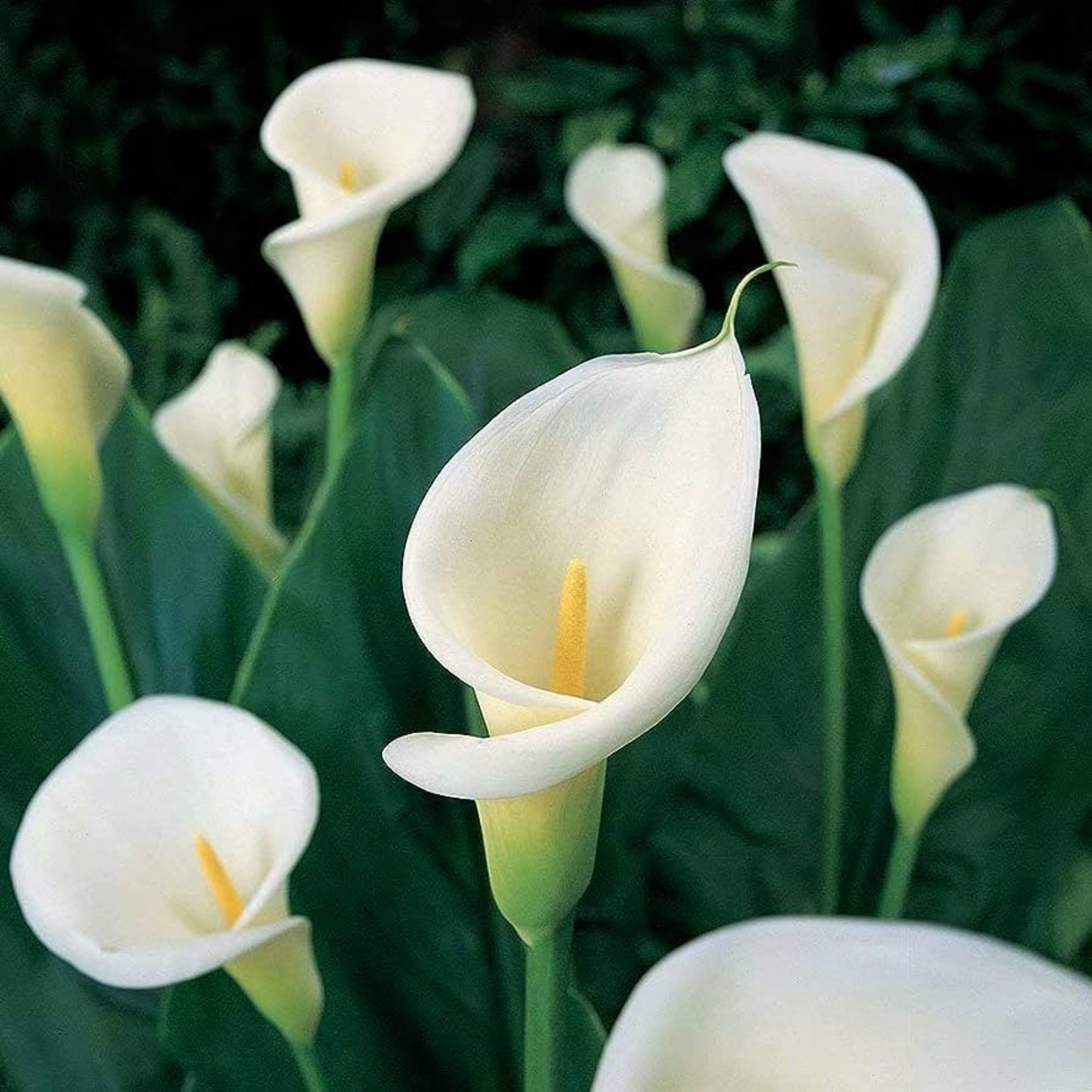 White Zantedeschia Aethiopica flower seeds for planting