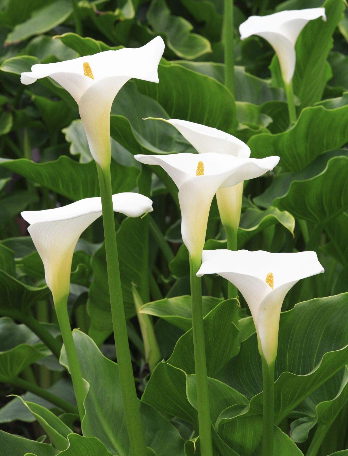 White Calla Lily flowers for wedding décor
