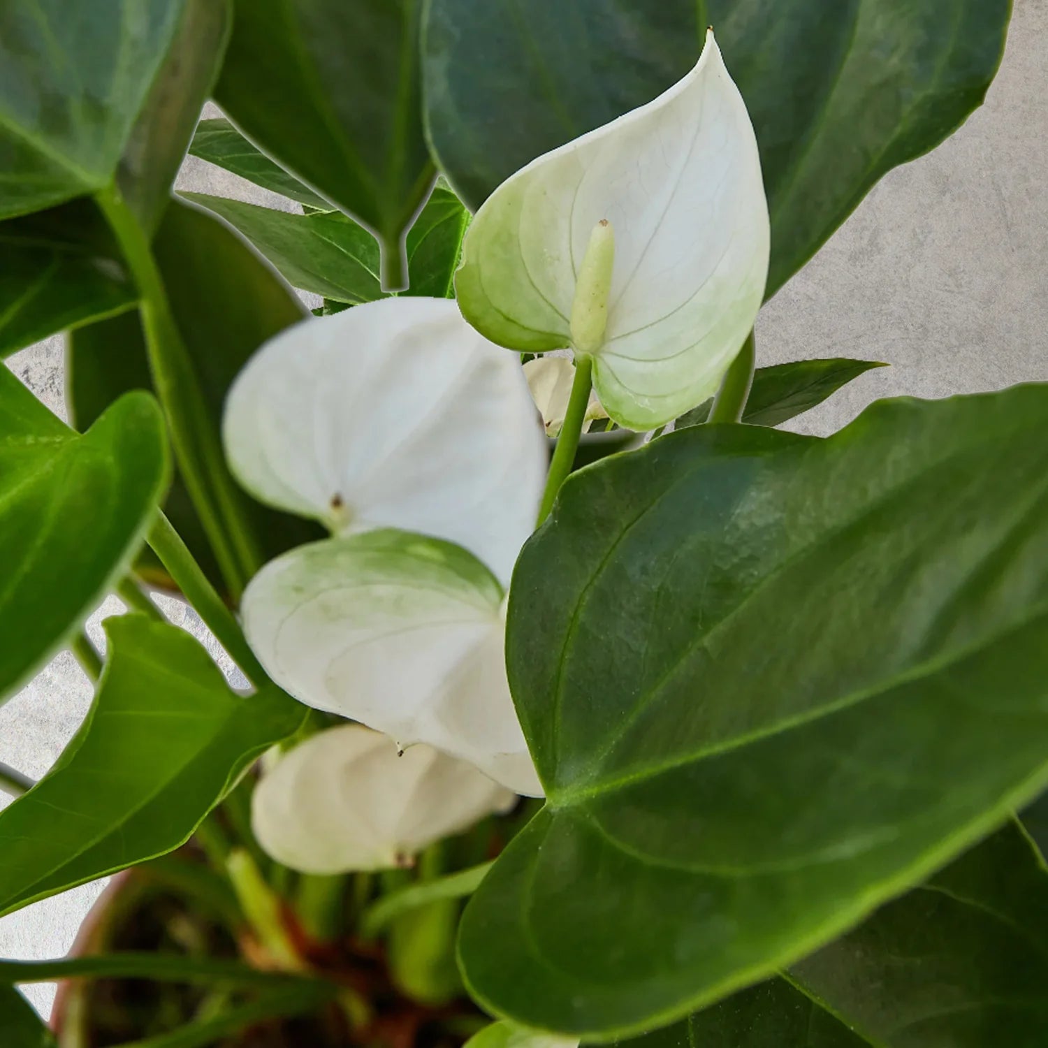 WhiteAraceaeSeedsForPlanting