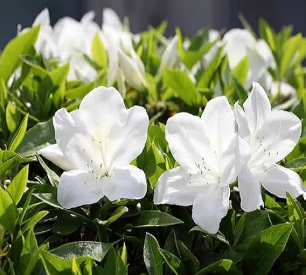 Rhododendron White Azalea Flowers