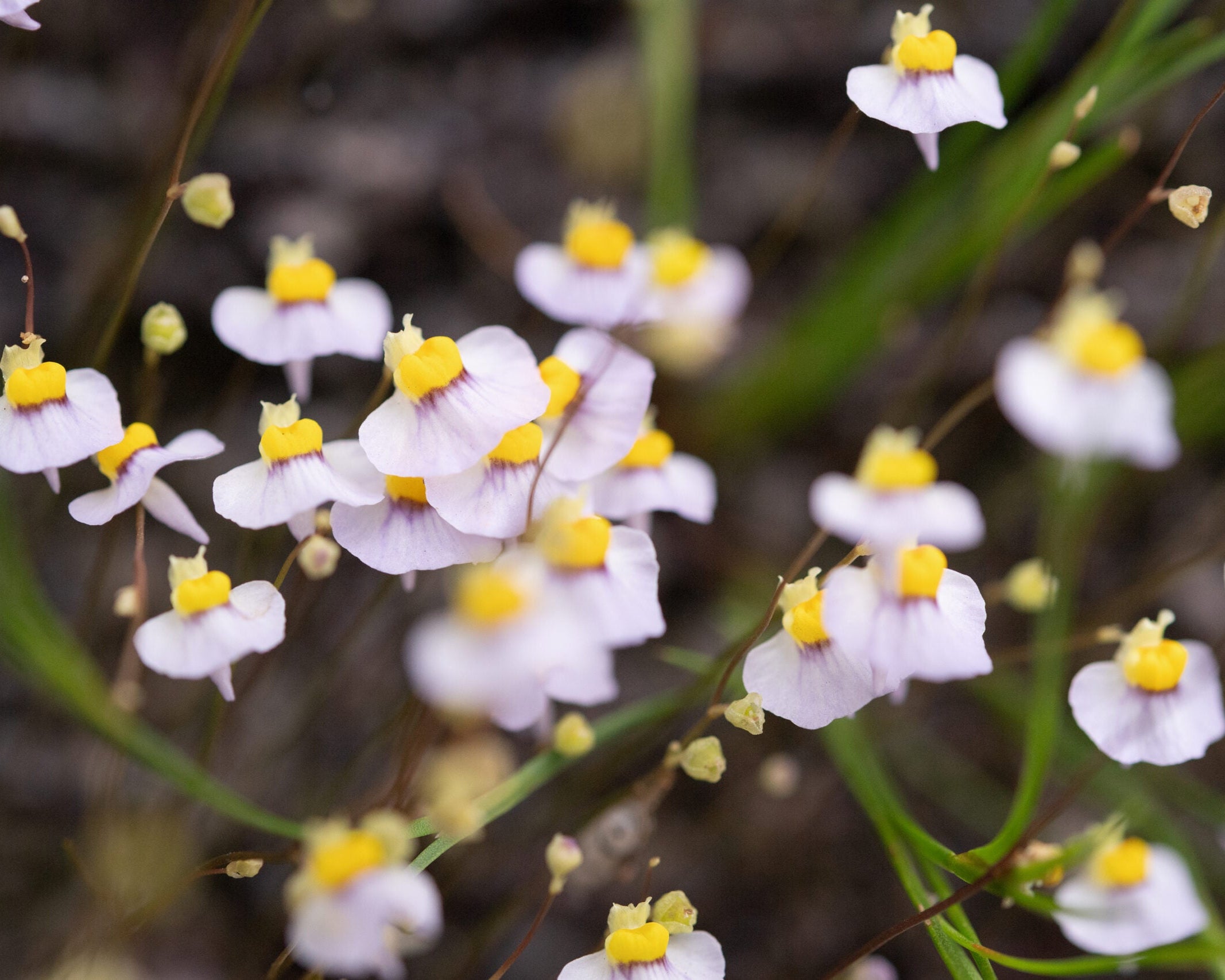 White Bladderwort Flowers for Garden
