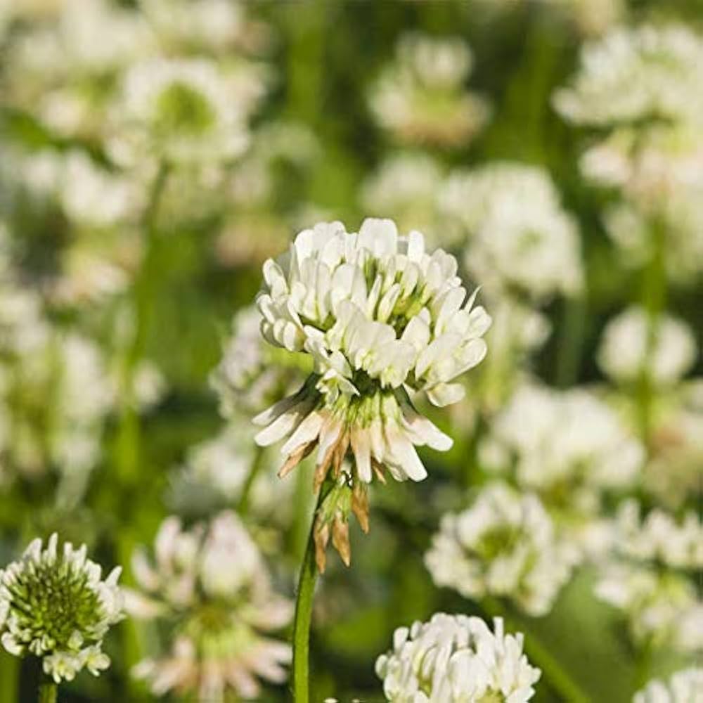 White Clover Flower Seeds