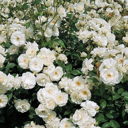 White Creeper Rose Flower seeds for Planting - Long Bloom Season, Heirloom & GMO Free Seeds for Home Garden
 
 Sale seeds for planting in home garden
