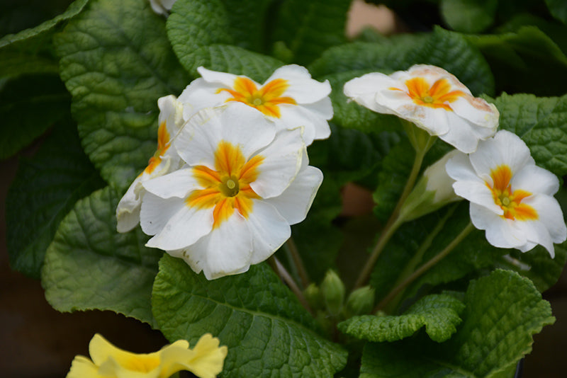 White Primrose Flower Seeds for Containers