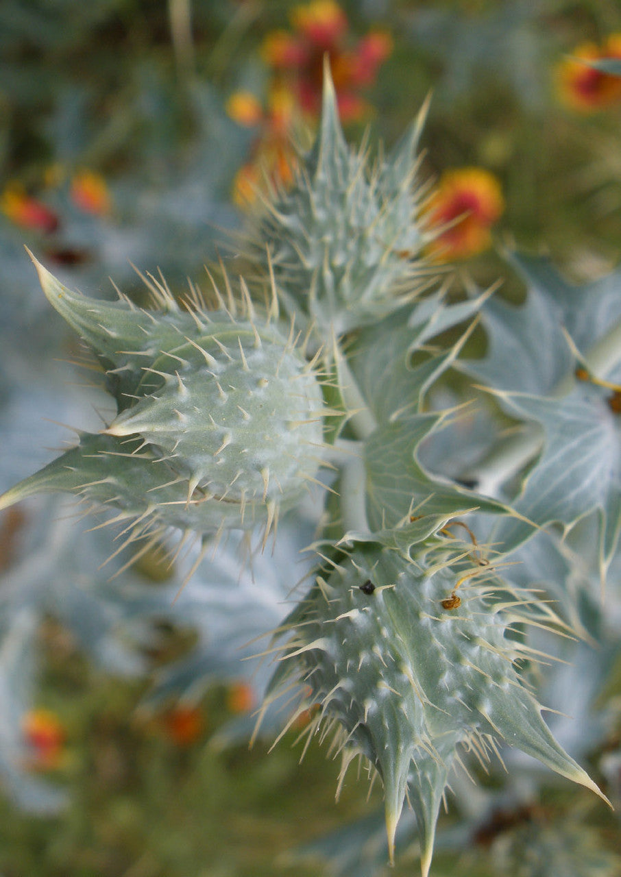 Poppy Prickly White Flower Papaver spp. for planting in flower bed