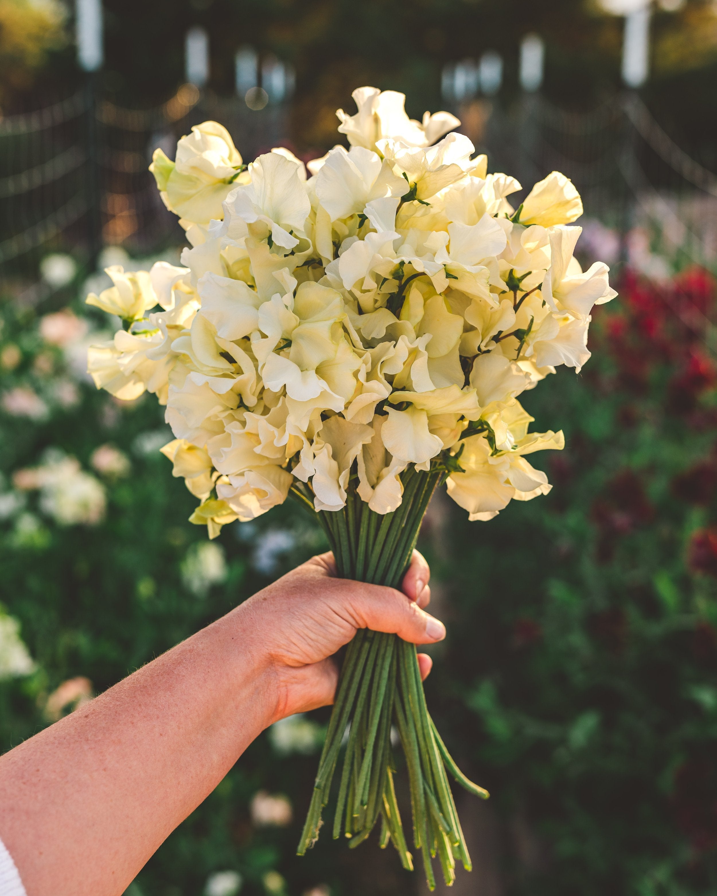 Yellow Sweet Pea Planting Seeds