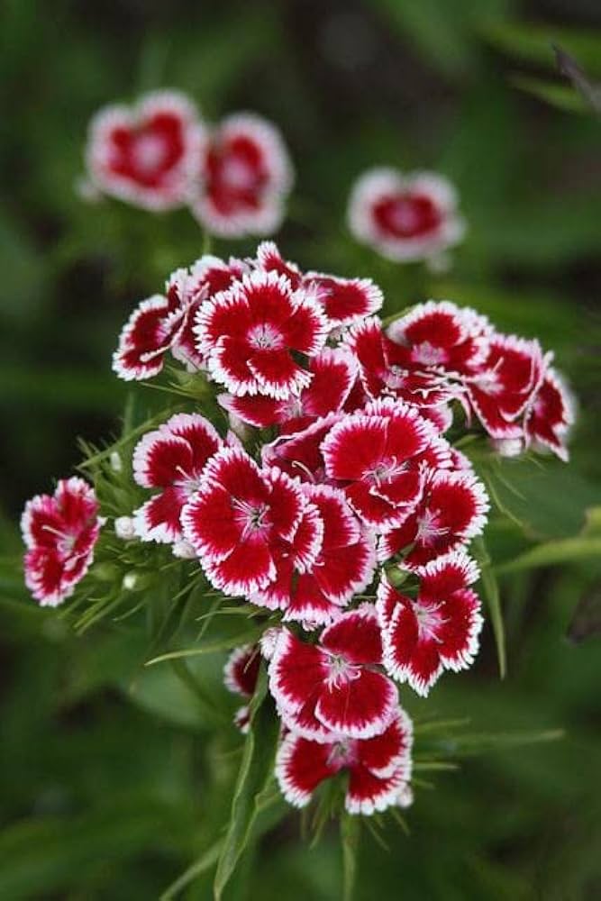 Red William flowering seeds for gardens