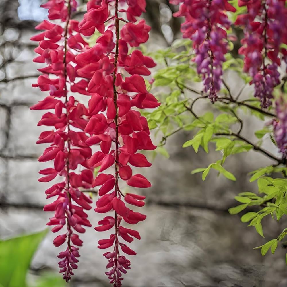 Non GMO red Wisteria seeds for gardening