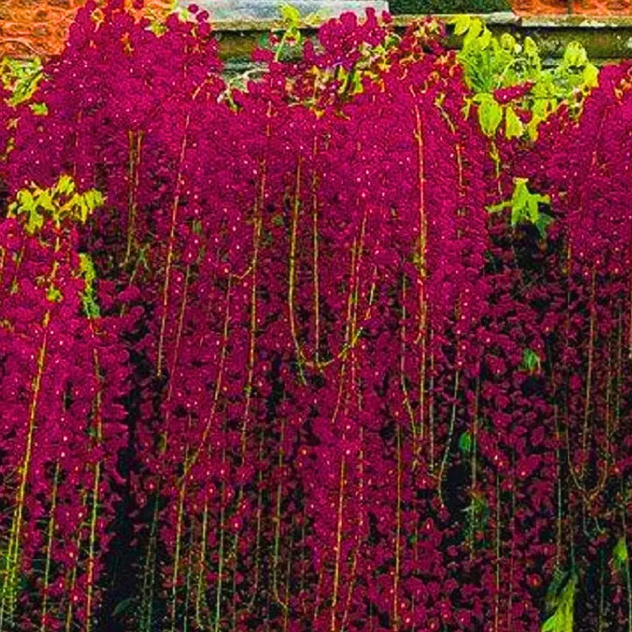 Red blooming Wisteria seeds for landscape planting