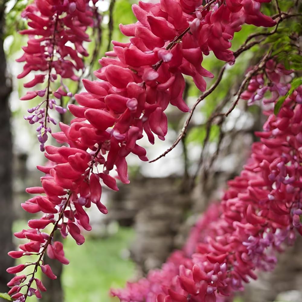 Red Wisteria tree seeds for planting