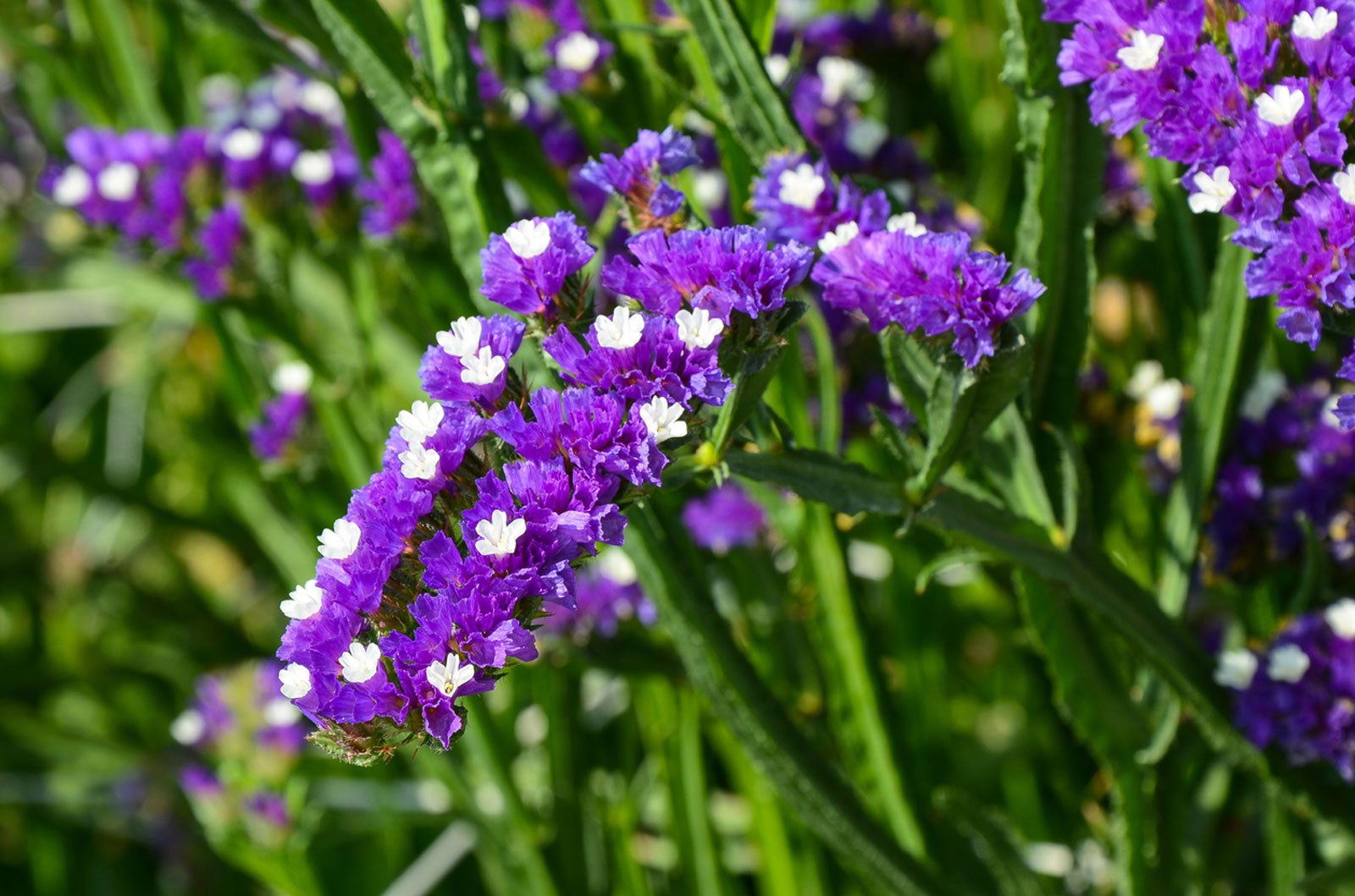 Statice Planting Flower Seeds For Dried Arrangements