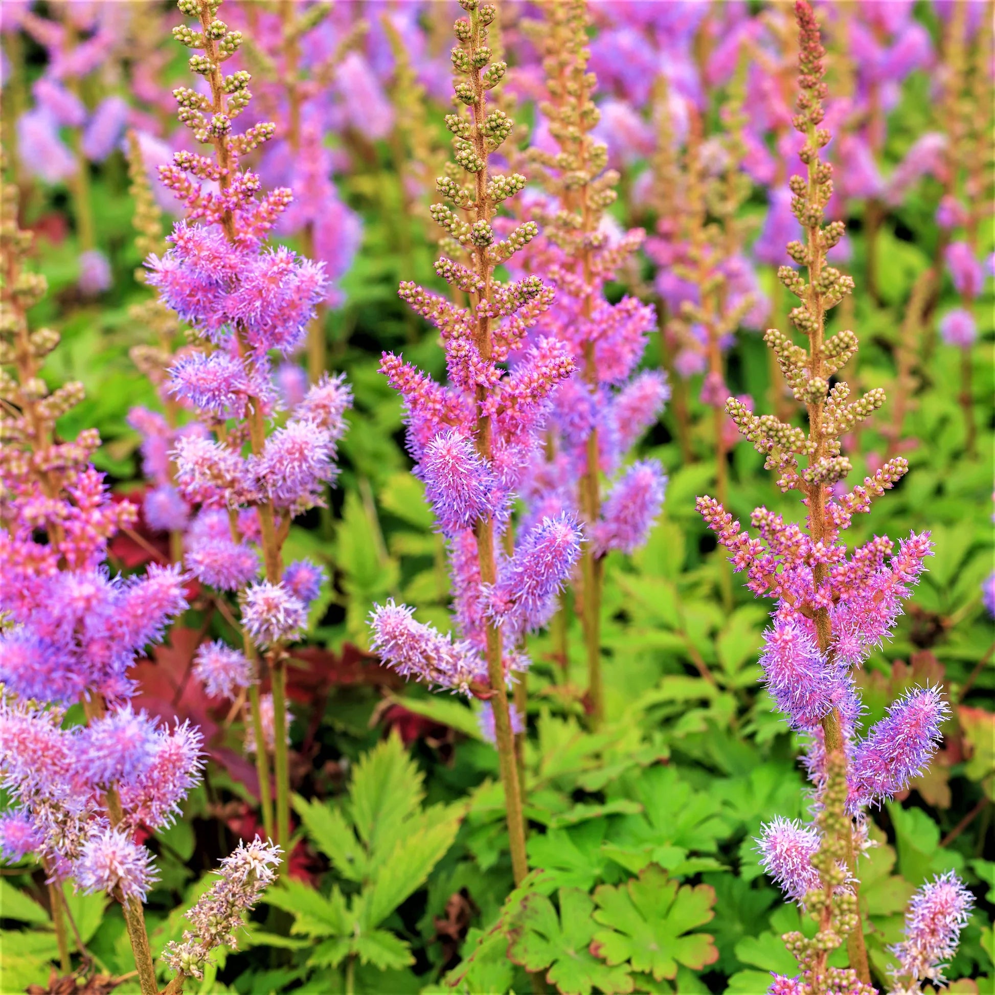 Woodland Astilbe Purple Planting