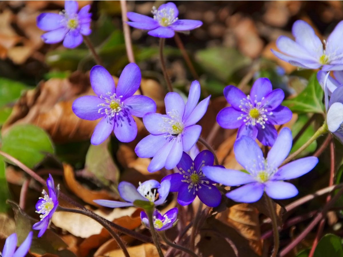 Woodland Hepatica Flower Seeds For Planting